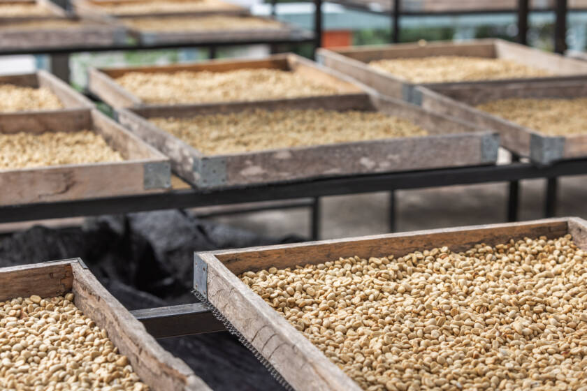 Asociación de exportadores de café en Guatemala