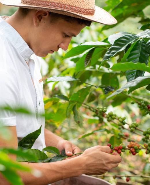 Gremio del café de Guatemala
